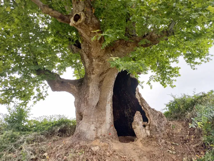 İstanbul Çekmeköy Çince Tercüman / Ağlayan Çınar