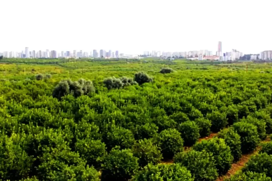 Mersin Çince Türkçe Tercüman