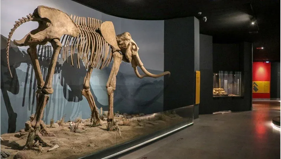 Erzurum Çince Türkçe Tercüman